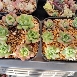 フェロロボス,多肉植物,初心者,ベランダの画像