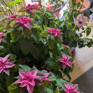 ガジュマル,シクラメン  クレヨン,リビング窓辺,ポインセチア♡,ハイビスカス♡の画像