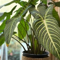 カラテア,カラジウム リンデニー,観葉植物,花のある暮らし,観葉植物のある暮らしの画像