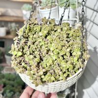 プレクトランサス プロストラーツス,プレクトランサス プロストラーツス,成長記録 プロストラーツス,成長記録 キメラ錦,LED栽培の画像