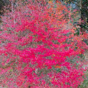 ドウダンツツジ,雑草,山野草,野草,花木の画像