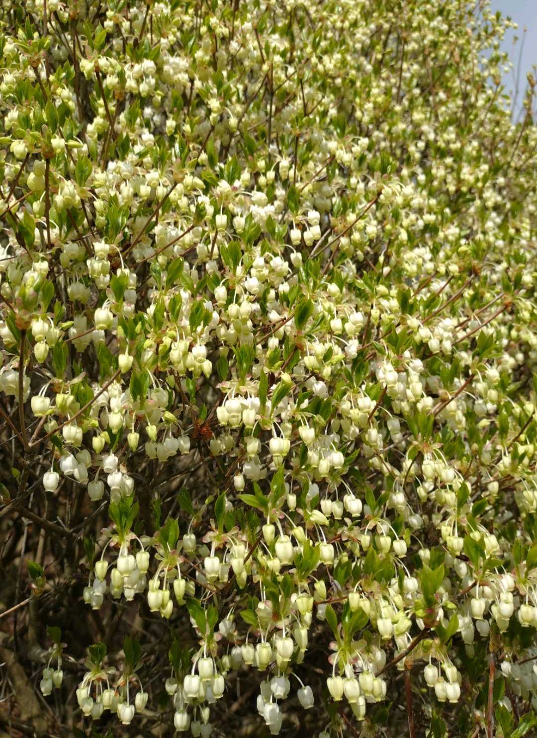 ドウダンツツジの投稿画像 by 醜男さん｜雑草と山野草と野草と花木と木