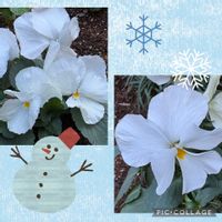 サザンカ,パンジー,ガーデンシクラメン,タカサゴユリ,㊗️じゅんさん4700picの画像