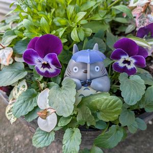 ビオラ,葉ぼたん,寄せ植え,花のある暮らし,富山支部の画像