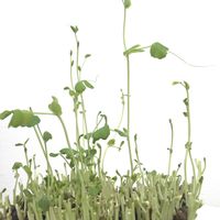 豆苗,トウミョウ,トウミョウ,トウミョウ,水耕栽培の画像