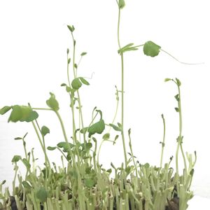 豆苗,トウミョウ,トウミョウ,トウミョウ,水耕栽培の画像