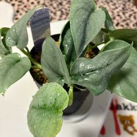 スキンダプサス　オルモスト　シルバー,植え替え,モニター,緑の癒し,元気いっぱい♡の画像