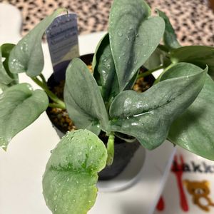 スキンダプサス　オルモスト　シルバー,植え替え,モニター,緑の癒し,元気いっぱい♡の画像