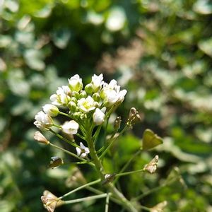 ナズナ,ナズナ,畑の画像