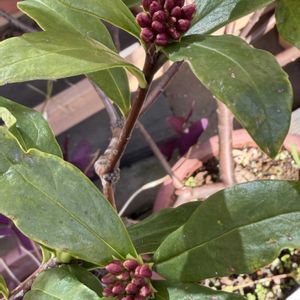 ジンチョウゲ,鉢植え,つぼみ,良い香り,早く会いたいな♡の画像