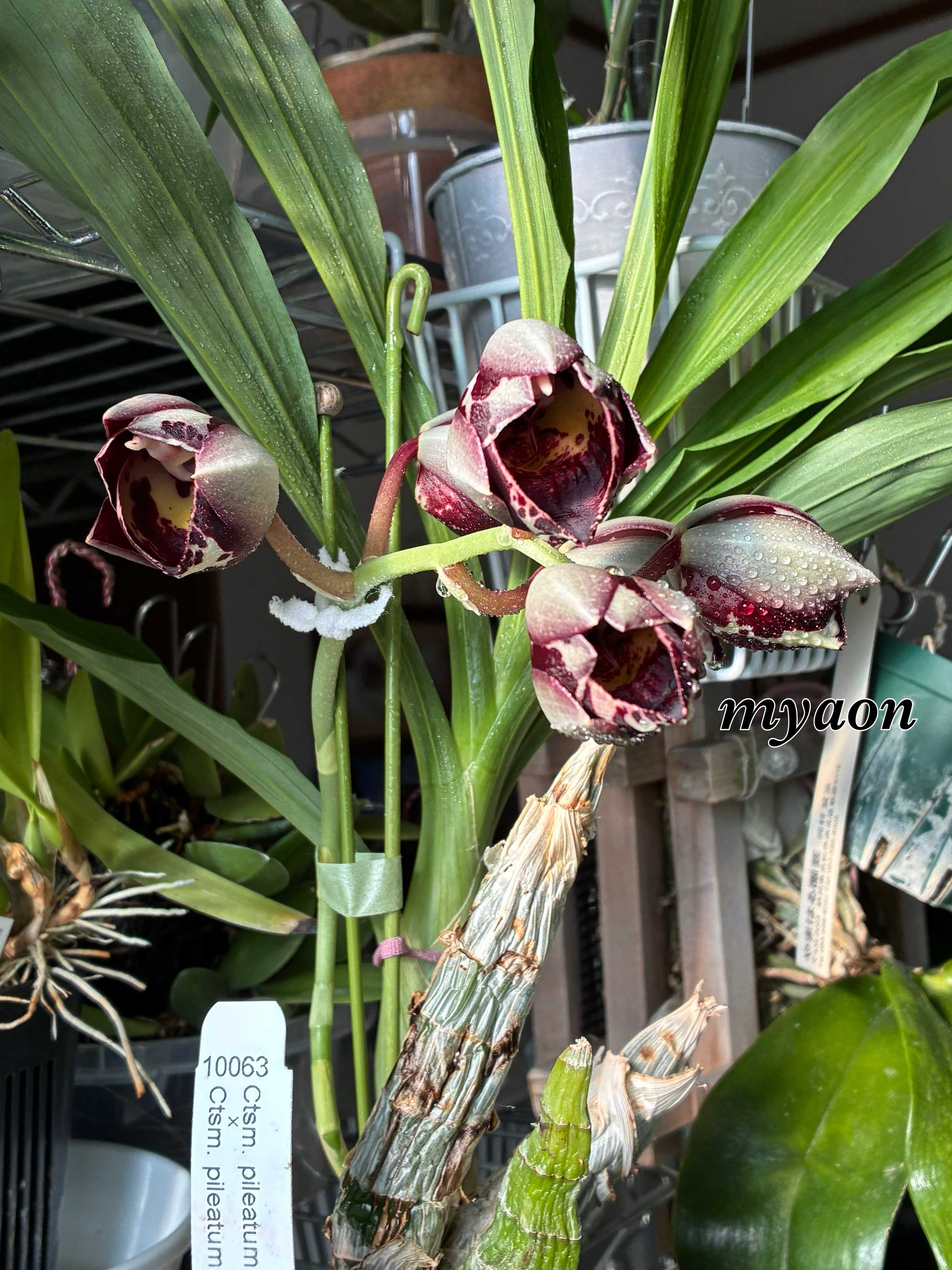 パンジー・ビオラの投稿画像 by myaonさん｜咲いた！とorchidと花の