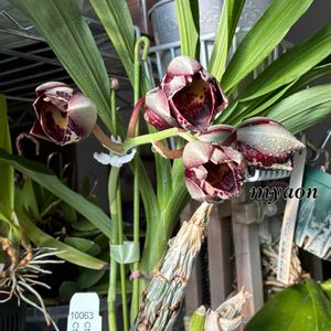 パンジー・ビオラ,ミニ葉ボタン,蘭、らん、ラン,洋蘭♪,Ctsm pileatum v.imperial 'Pierre Couret' HCC × Ctsm pileatum v. alba 'Snow White' FCC/AOSの画像