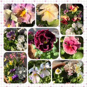 オダマキ,今年のﾊﾟﾝﾋﾞｵ,オダマキ　カスティールブルー,オダマキ　カスティールブルー　ソワレ。,多肉植物の画像