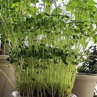 豆苗,収穫してみた,キッチンの画像