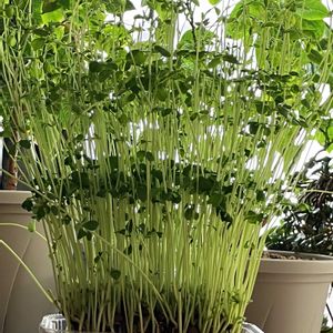 豆苗,収穫してみた,キッチンの画像