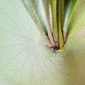 ビカクシダ,ビカクシダ ビフルカツム,シダ植物,可愛い,貯水葉の画像