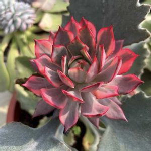 カランコエ ファング,エケベリア 紅蓮錦,神奈川タニラー,多肉男子の画像