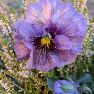 カーネーション,デージー,パンジーの画像