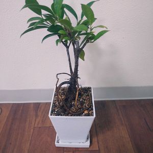 ガジュマル,植え替え,狭いベランダ,癒しの場所,#お家園芸の画像