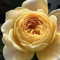 和ばら つきとはな,バラを楽しむ,和ばら,ローズファームケイジ,ベランダでバラを♬の画像