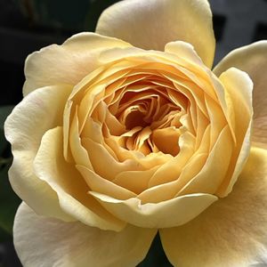 和ばら つきとはな,バラを楽しむ,和ばら,ローズファームケイジ,ベランダでバラを♬の画像