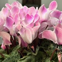 シクラメンの画像