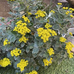 イソギク,オーロラ,火祭り,火祭り　(クラッスラ属),イソギク（磯菊）の画像