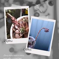 多肉植物,花芽,多肉大好き,名無しさん。,多肉花芽の画像