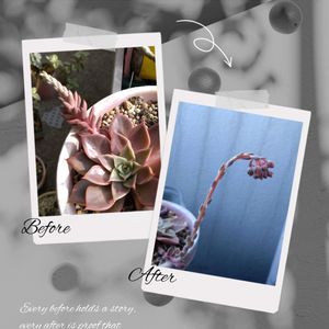 多肉植物,花芽,多肉大好き,名無しさん。,多肉花芽の画像