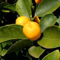 キンカンの画像