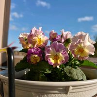 ガーデンシクラメン,ビオラ,ルノーディーン,シクラメン 森の妖精,多肉植物の画像