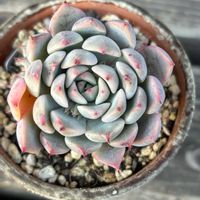 紅葉,エケベリア,多肉植物,ピンク,ファセットラインの画像