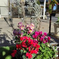 ガーデンシクラメン,寄せ植え,鉢植え,かわいい花,日向ぼっこの画像