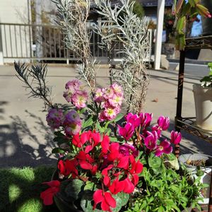 ガーデンシクラメン,寄せ植え,鉢植え,かわいい花,日向ぼっこの画像