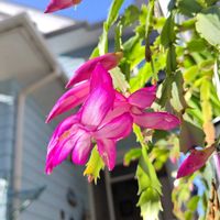 デンマークカクタス エバ,鉢植え,かわいい花,日向ぼっこ,青空に映えるの画像