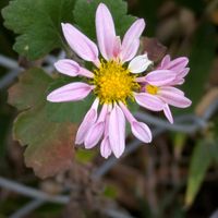 ユリオプスデージー,糸葉春車菊(イトバハルシャギク),ノジギク(野路菊),ノジギク(野路菊),近所の散歩での画像