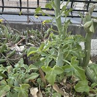 地植え多肉の画像