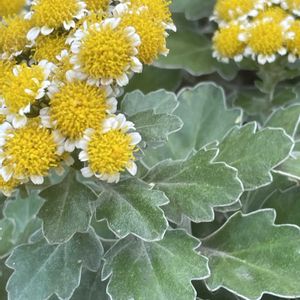 ハナイソギク,ハナイソギク,ハナイソギクのドライ,地植え,清楚の画像