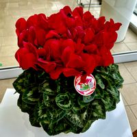 シクラメン,シクラメン,シャコバサボテン,シャコバサボテン,真っ赤の画像