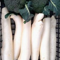 大根,ブロッコリー,実りに感謝,SDGsの画像