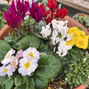 リナリア,リナリア,ガーデンシクラメン,ガーデンシクラメン,ジュリアンの画像