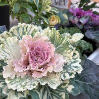 ハボタン,葉牡丹,寄せ植え,観葉植物,ガーデニングの画像