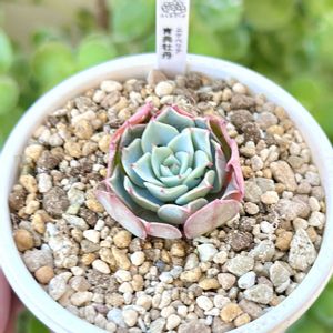 エケベリア 青典牡丹,エケベリア パルメリー,エケベリア 碧牡丹,成長記録 青典牡丹,LED栽培の画像