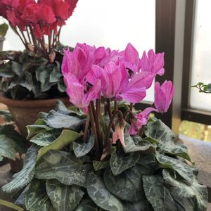 シクラメン,マンション,ベランダの画像