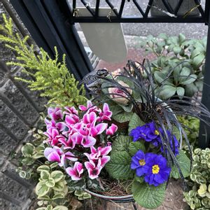 クリスマスロ－ズ,寄植え,癒し,花のある暮らし,iPhone撮影の画像