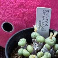コノフィツム,多肉植物,メセン,多肉植物とサボテン,コノフィツム属の画像