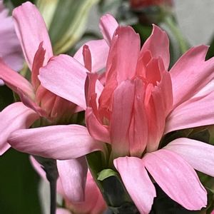 カーネーション,ピュアフラワーの画像