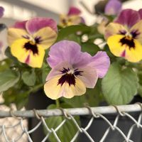 ビオラ,フィオリーナ,いただきもの,冬野菜,癒しのひと時の画像