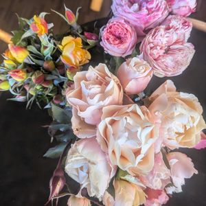 ダフネ,サハラ '98,ローズコロナ,植中毒,可愛い❤の画像