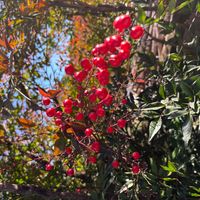 ピラカンサの画像